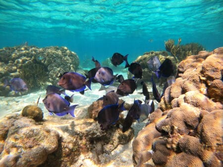 Tropische Fische, die im Korallenriff schwimmen.